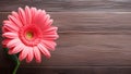 Gerbera Daisy Flower on Wood Background with Copy Space