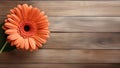 Gerbera Daisy Flower on Wood Background with Copy Space