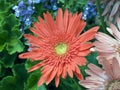 Gerbera Daisy in Flowerbox Royalty Free Stock Photo