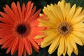 Gerbera Daisy Flowers, macro Royalty Free Stock Photo