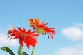 Gerbera daisy flowers with sky Royalty Free Stock Photo