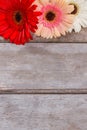 Gerbera daisy flowers on wood and copyspace. Royalty Free Stock Photo