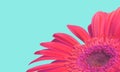 Gerbera daisy Royalty Free Stock Photo