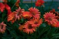Gerbera Daisy on green background. Red flowers in the garden. Orange chamomile flower. Spring bouquet. Garden flowers. Floral summ Royalty Free Stock Photo