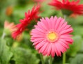 Gerbera Daisy. Hot Pink Flowers Royalty Free Stock Photo