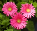 Gerbera Daisy. Hot Pink Flowers