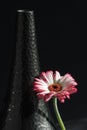 Gerbera daisy leaning against a black vase