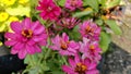 Pink gerbera flower Royalty Free Stock Photo