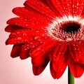 Gerbera Daisy Royalty Free Stock Photo