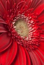 Gerbera Daisy Royalty Free Stock Photo