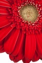 Gerbera Daisy Royalty Free Stock Photo