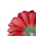 Gerbera Daisy Royalty Free Stock Photo
