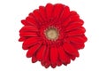 Gerbera Daisy Royalty Free Stock Photo