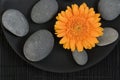 Gerbera Daisy and pebble Royalty Free Stock Photo