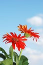 Gerbera daisy plant and flowers with sky Royalty Free Stock Photo