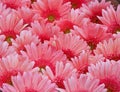 Gerbera Daisy plant with pink flowers in bloom. Flower rainbow background Royalty Free Stock Photo