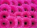 Gerbera Daisy plant with pink flowers in bloom. Flower rainbow background