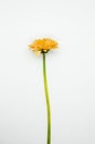Gerbera daisy single yellow flower Royalty Free Stock Photo