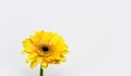 Gerbera daisy single yellow flower Royalty Free Stock Photo