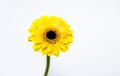 Gerbera daisy single yellow flower Royalty Free Stock Photo