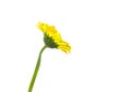 Gerbera daisy single yellow flower Royalty Free Stock Photo