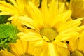 Yellow Gerbera daisy with strobe lighting Royalty Free Stock Photo