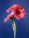 Gerbera Daisy Trio Portrait 2 Royalty Free Stock Photo