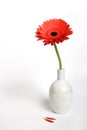 Gerbera daisy in a vase Royalty Free Stock Photo