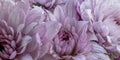 Gerbera daisy, very close up. macrophoto. nature related background. tells about pure feelings and beauty. Royalty Free Stock Photo