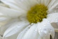 Gerbera daisy, very close up. macrophoto. nature related background. tells about pure feelings and beauty. Royalty Free Stock Photo