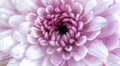 Gerbera daisy, very close up. macrophoto. nature related background. tells about pure feelings and beauty. Royalty Free Stock Photo