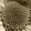 Gerbera daisy, very close up. macrophoto. nature related background. tells about pure feelings and beauty. Royalty Free Stock Photo