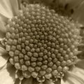 Gerbera daisy, very close up. macrophoto. nature related background. tells about pure feelings and beauty.