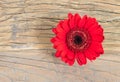 Gerbera Daisy wooden background. Royalty Free Stock Photo