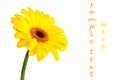 Gerbera daisy yellow Royalty Free Stock Photo