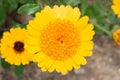 Gerbera Daisy yellow flower in flower garden Royalty Free Stock Photo