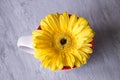Gerbera daisy yellow flower im tea cup on grey background Royalty Free Stock Photo