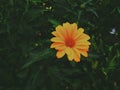 Gerbera in warm colours. Floral photography. Floral desktop background. Orange gerbera. Nature background. Darkgreen leaves. Orang
