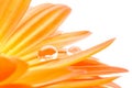 Gerbera with dew drop Royalty Free Stock Photo