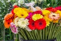 Gerbera of different colors for sale at Dutch flower store Royalty Free Stock Photo