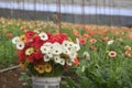 Gerbera farm inside greenhouse Royalty Free Stock Photo