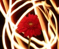 Gerbera on fire, flower of fire lines Royalty Free Stock Photo