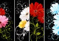 Gerbera floral background