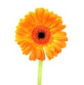 Gerbera flower