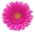 Gerbera flower Royalty Free Stock Photo