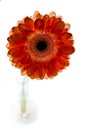 A gerbera flower