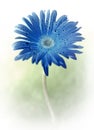 Gerbera Flower Royalty Free Stock Photo