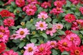 Gerbera flower background. Beautiful summer bunch of flowers