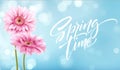 Gerbera Flower Background and Spring time Lettering. Vector Illustration Royalty Free Stock Photo