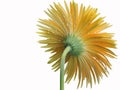 Gerbera flower, Barberton daisy (Gerbera jamesonii)
